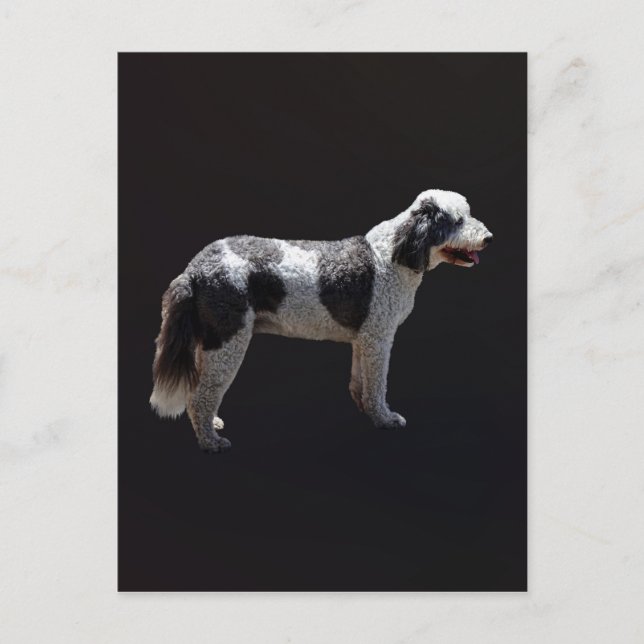 Postal Perro acuático portugués (Anverso)