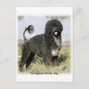 Postal Perro acuático portugués 9Y154D-030