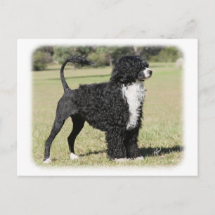 Postal Perro acuático portugués 9Y510D-145