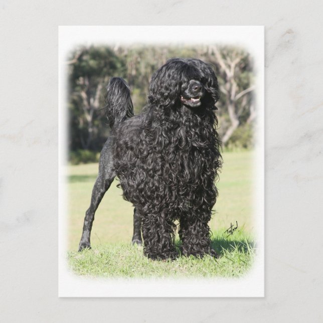 Postal Perro acuático portugués 9Y510D-338 (Anverso)