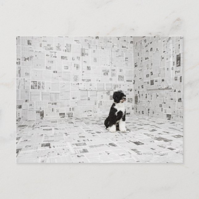 Postal Perro acuático portugués en una habitación cubiert (Anverso)