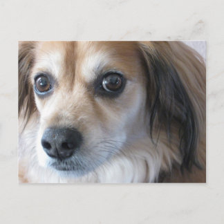 Postal perro adorable