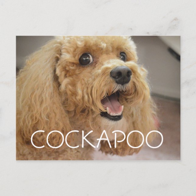 Postal Perro adorable Cockapoo sonriendo (Anverso)