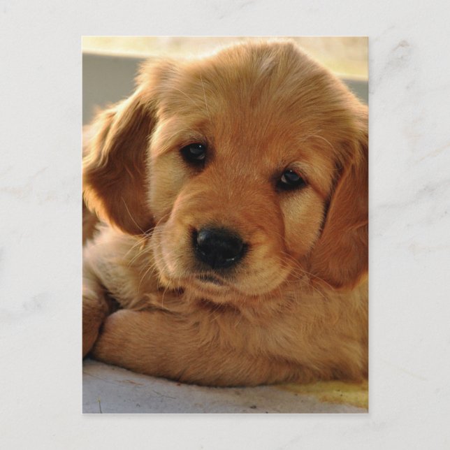 Postal Perro adorable Golden Retriever (Anverso)