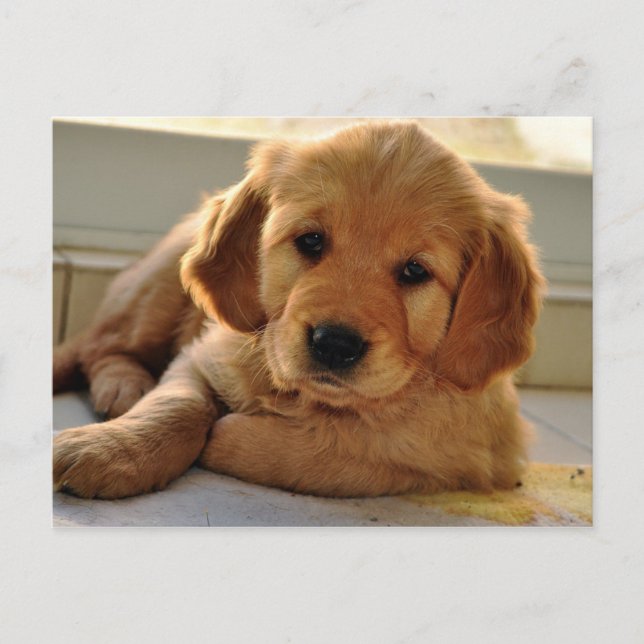 Postal Perro adorable Golden Retriever (Anverso)