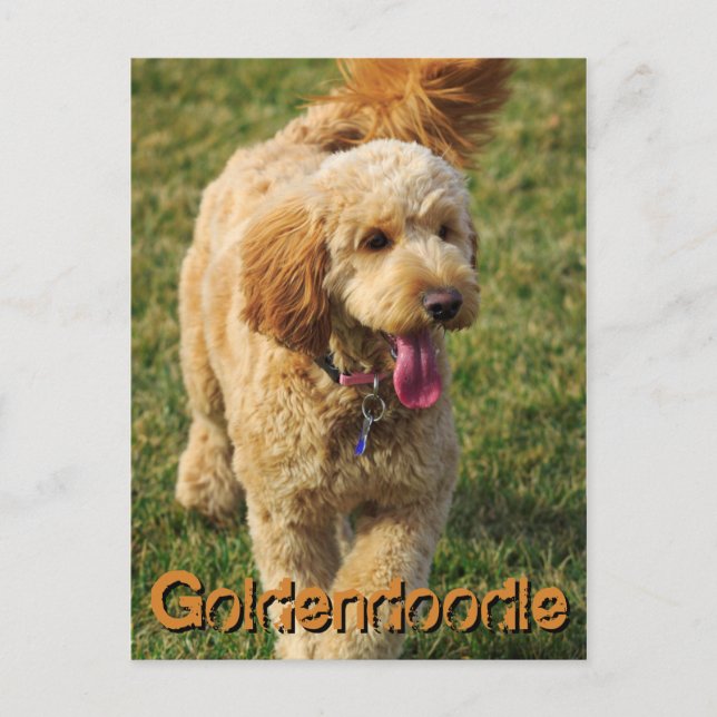 Postal Perro Adorable Goldendoodle (Anverso)