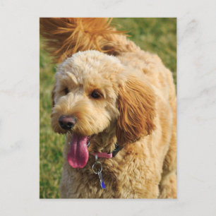 Postal Perro Adorable Goldendoodle