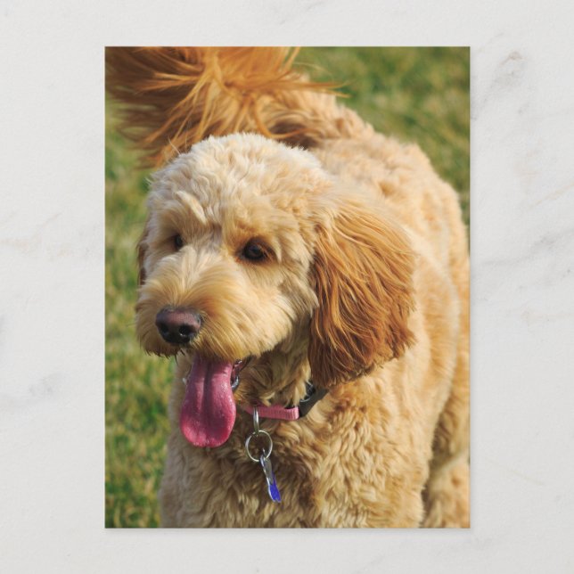 Postal Perro Adorable Goldendoodle (Anverso)