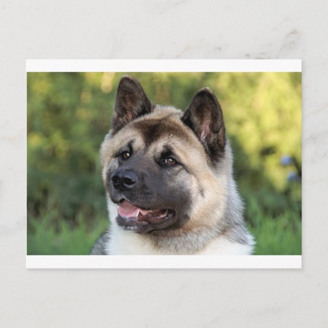Postal Perro Akita americano (Anverso)