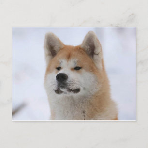 Postal Perro Akita Inu Parece Serio