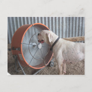 Postal Perro - Amar la brisa