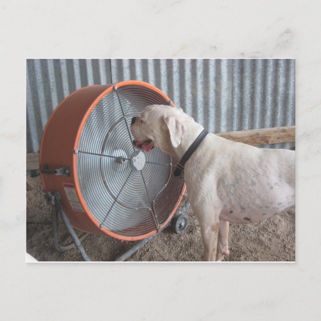 Postal Perro - Amar la brisa (Anverso)