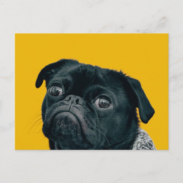 Postal perro amarillo (Anverso)