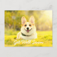 Perro Amarillo y Ánimo para Recuperarse