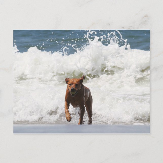 Postal Perro - Aquí Vengo... (Anverso)