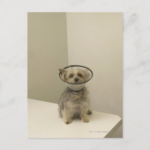 Postal Perro aterrador con collar protector