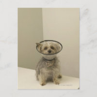 Perro aterrador con collarín protector, cierre