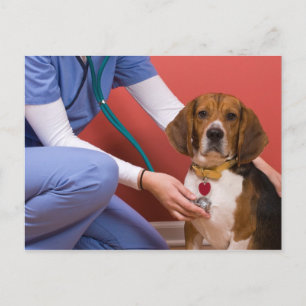 Postal Perro Beagle Cute recibiendo una revisión veterina