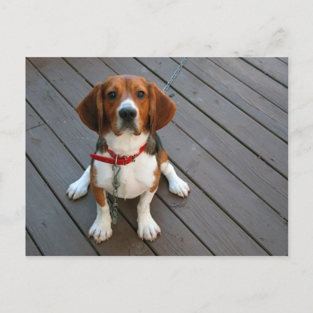 Postal Perro Beagle Cutest (Anverso)
