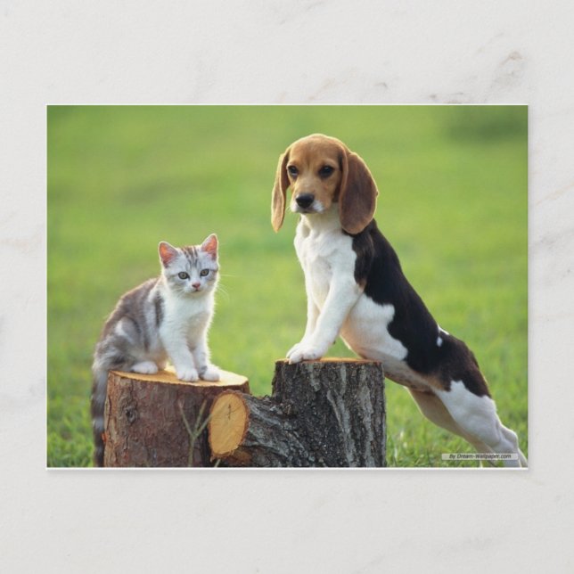 Postal Perro Beagle Y Gris Tabby Kitten (Anverso)