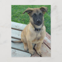 Perro belga de Malinois del pastor
