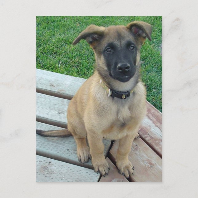Postal Perro belga de Malinois del pastor (Anverso)