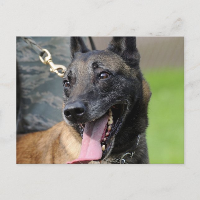 Postal Perro belga malinois sonriente (Anverso)