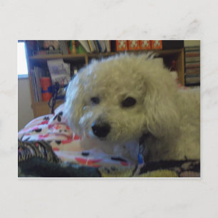Postal Perro Bichon Frise
