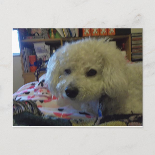 Postal Perro Bichon Frise (Anverso)