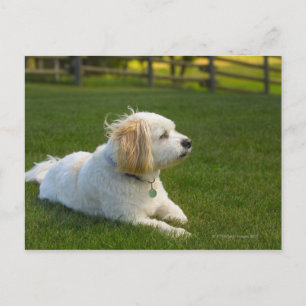 Postal Perro blanco