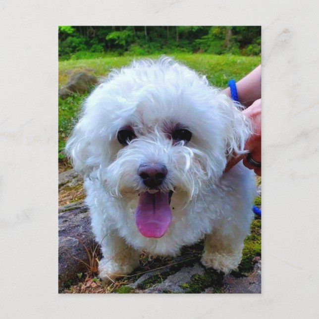 Postal Perro blanco (Anverso)