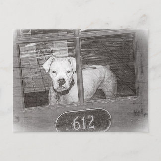 Postal Perro blanco del boxeador detrás de la puerta,