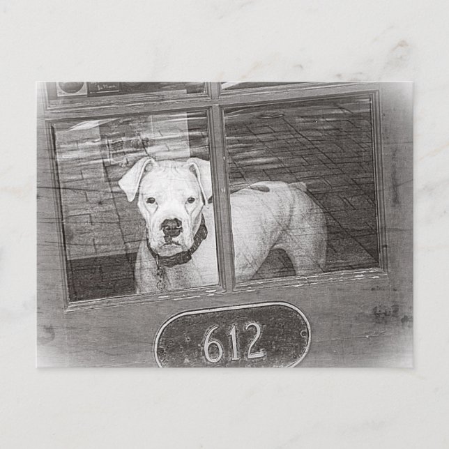 Postal Perro blanco del boxeador detrás de la puerta, (Anverso)