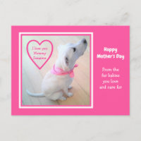 Perro blanco lindo que lleva bufanda rosa Día de l