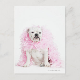 Postal Perro blanco macho con boa rosa