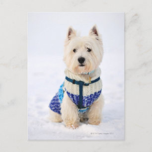 Postal Perro blanco vestido en la nieve.