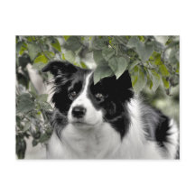 Perro bonito en bosque verde frondoso