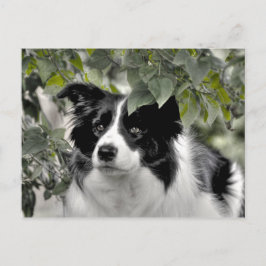 Postal Perro bonito en bosque verde frondoso