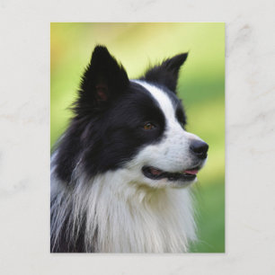 Postal Perro Border Collie negro y blanco