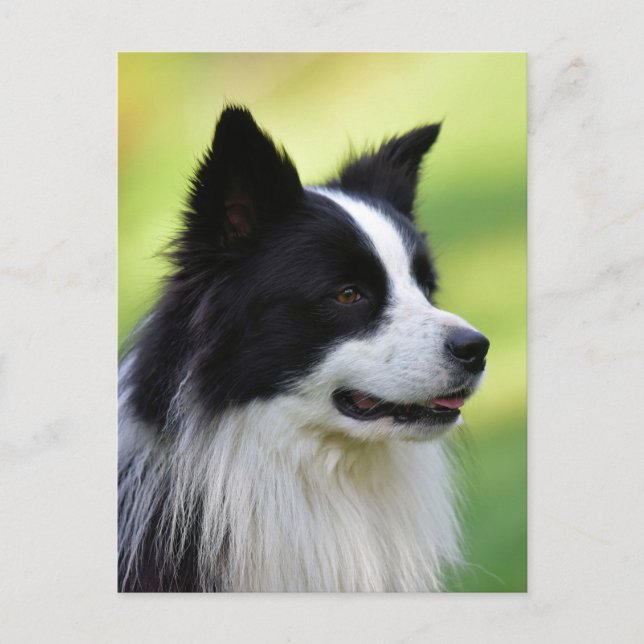 Postal Perro Border Collie negro y blanco (Anverso)