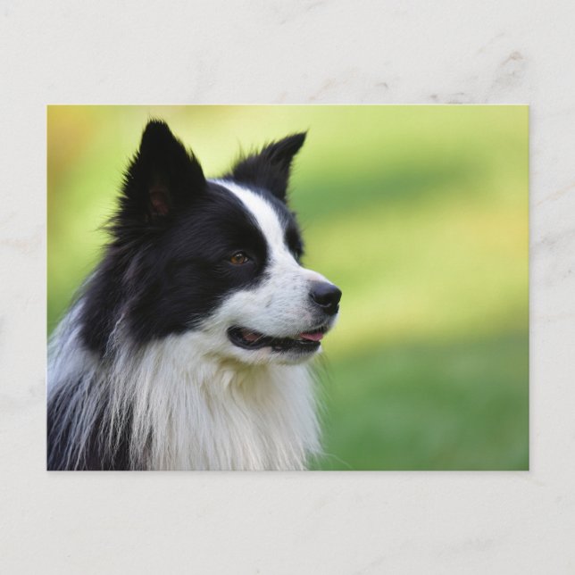 Postal Perro Border Collie negro y blanco (Anverso)