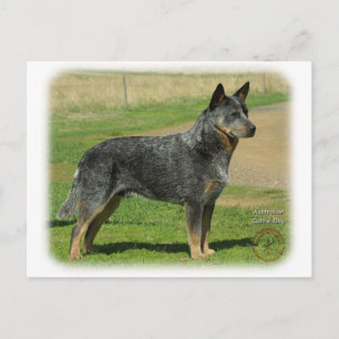 Postal Perro bovino australiano 9F060D-06