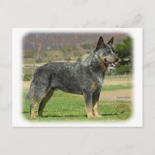 Postal Perro bovino australiano 9F060D-18