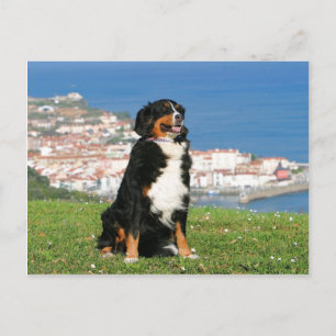 Postal Perro bovino de Berna posando en la playa