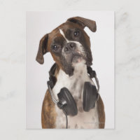 perro boxeador con auriculares