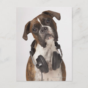 Postal perro boxeador con auriculares