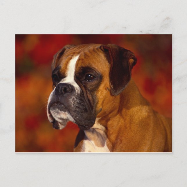 Postal Perro Boxer (Anverso)