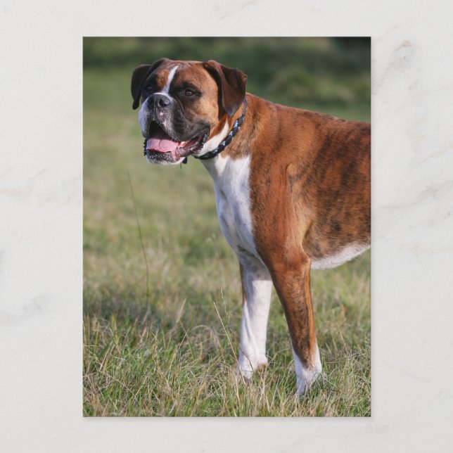 Postal Perro Boxer de Pie (Anverso)