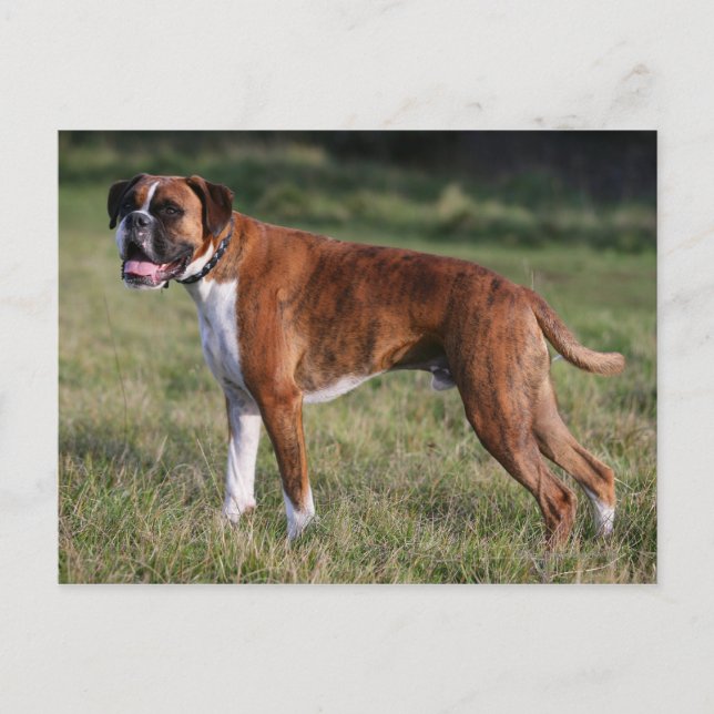 Postal Perro Boxer de pie (Anverso)