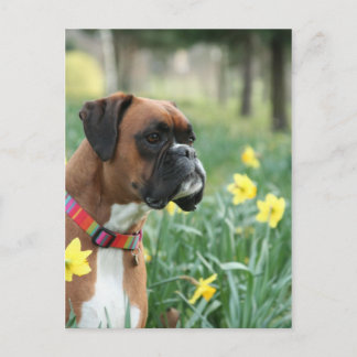 Postal Perro Boxer en Daffodils